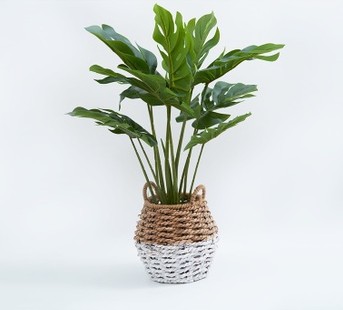 Monstera Plant in Rattan Basket